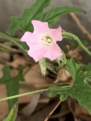 Convolvulus erubescens