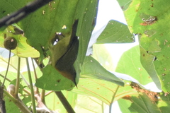 Chalcoparia singalensis