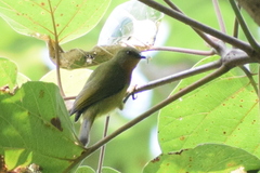 Chalcoparia singalensis