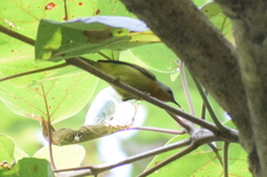 Chalcoparia singalensis