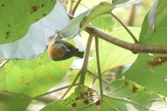 Chalcoparia singalensis