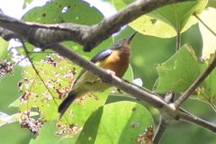 Chalcoparia singalensis