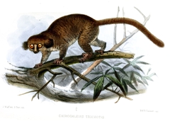 Hairy-Eared Dwarf Lemur photo 3
