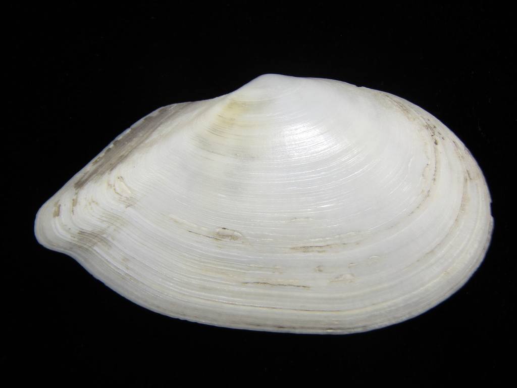 Ardeamya