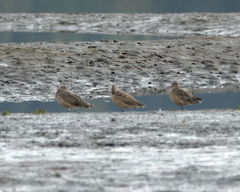 Limosa fedoa beringiae