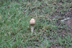 Fungi