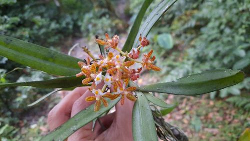 Gastrochilus dasypogon, 2019-11-29