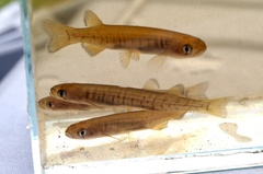 Galaxias truttaceus