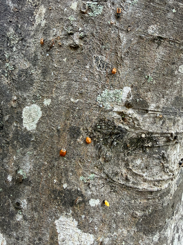 Asian Lady Beetle photographed in Mississippi