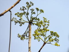 Gyrocarpus jatrophifolius