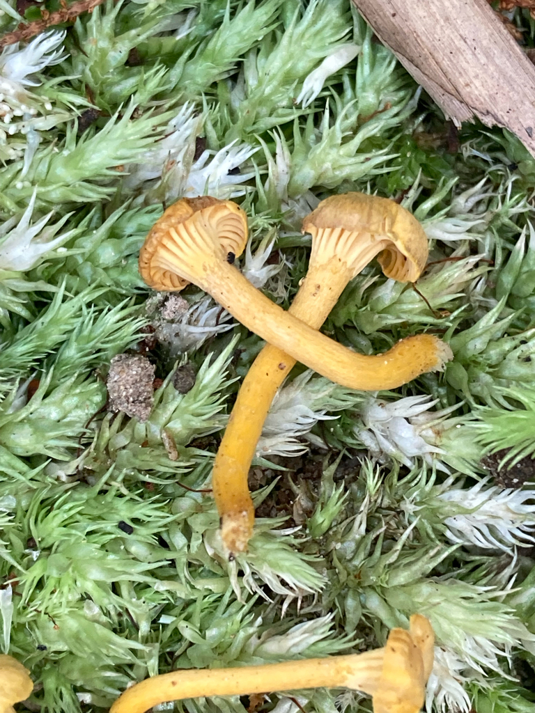 Cantharellus diminutivus