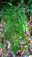 Pteris dispar