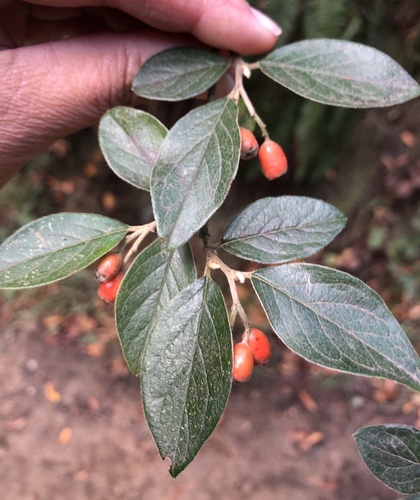 Cotoneaster franchetii