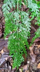 Asplenium ritoense