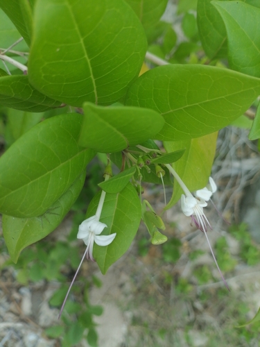 scrambling clerodendrum