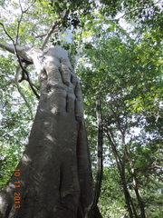 Ficus crocata