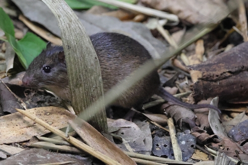 Short-tailed Spiny-rat