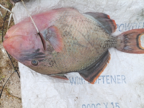 Yellowmargin Triggerfish