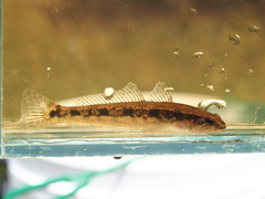 Pseudaphritis urvillii