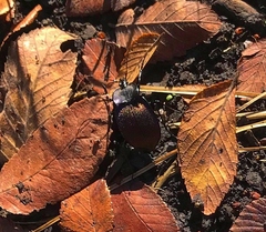 Scaphinotus elevatus