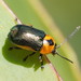 Aporocera consors - Photo (c) Reiner Richter, some rights reserved (CC BY-NC-SA), uploaded by Reiner Richter