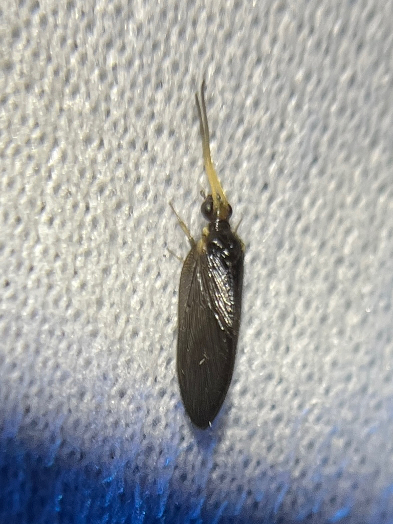 Sympherobius umbratus