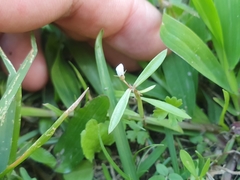 Scleromitrion diffusum