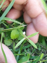 Scleromitrion diffusum