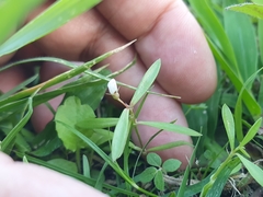 Scleromitrion diffusum