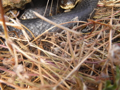 Notechis scutatus occidentalis