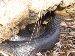 Notechis scutatus occidentalis