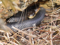 Notechis scutatus occidentalis