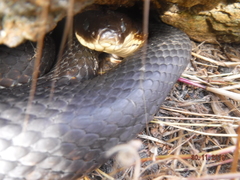 Notechis scutatus occidentalis