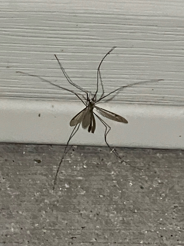 Unknown species found near Rockwell Dr NE, Cedar Rapids, IA, US