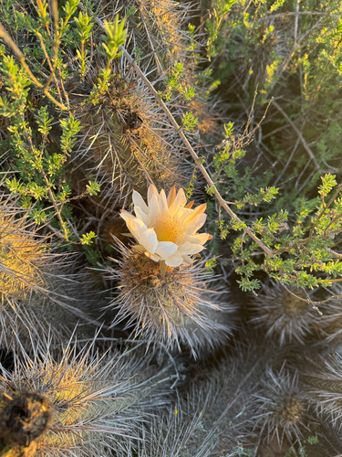 Leucostele nigripilis, photograph 2