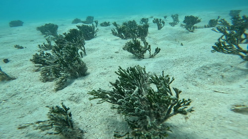 Halimeda cylindracea observed 2025-09-20