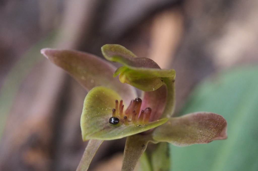 three-horned bird orchid
