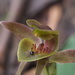 Three-horned Bird Orchid - Photo (c) Jesse de Vries, some rights reserved (CC BY-NC), uploaded by Jesse de Vries
