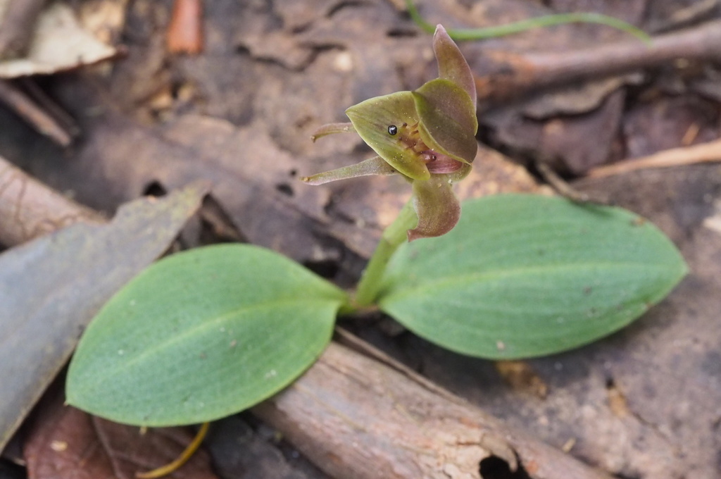 Chiloglottis triceratops