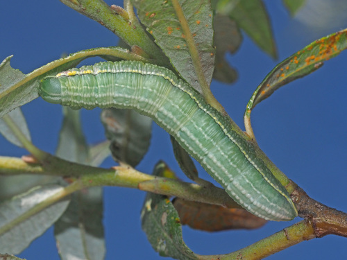 Pale Prominent