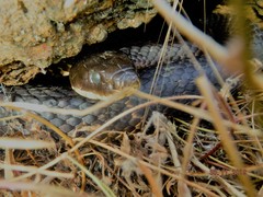 Notechis scutatus occidentalis