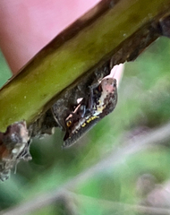 Paraulacizes irrorata