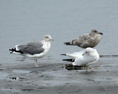 Larus californicus californicus