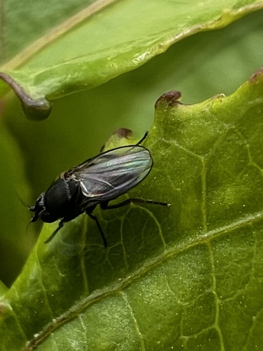 Desmometopa m-nigrum