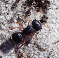 Ephutomorpha porrecticeps