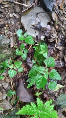 Nanocnide japonica