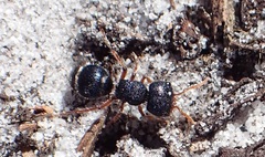 Ephutomorpha porrecticeps