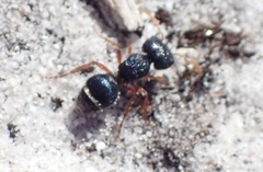Ephutomorpha porrecticeps