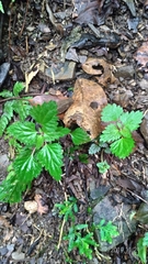 Nanocnide japonica
