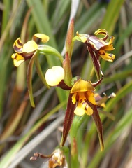 Diuris palustris